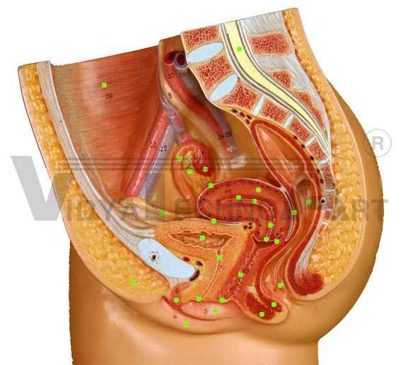 Female Repro. I-Sagittal